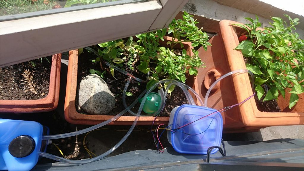 The setup deployed: the water tank is on the left; the yellow cables coming from the tank are for the float switch; and the plastic container houses the pumps and the Arduino, with the red/blue/black wires going to the sensors planted in the soil of the middle (basil) and right (chilli) pots. Power is supplied via the two black cables, which venture back inside the house to a phone charger.